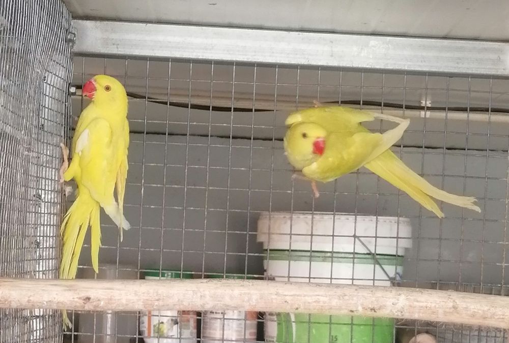 Casal Ring neks 2025