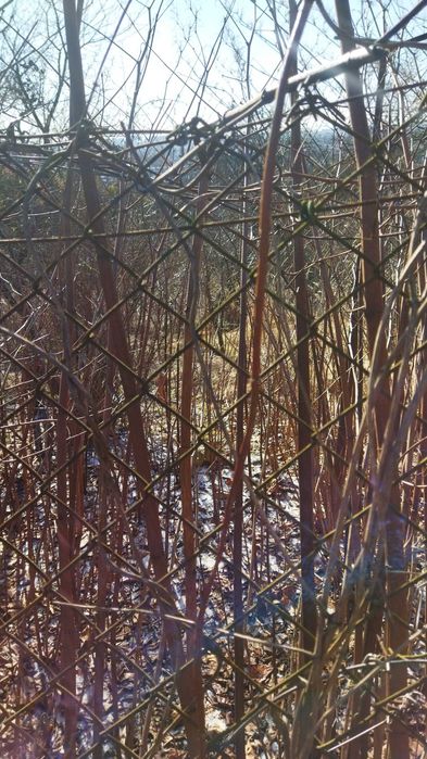 Ділянка 6 сот Клепарів,  Холодна-Виниця