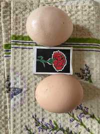Продам свежие домашние куринные яйца