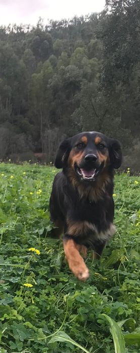 Cães para adopção