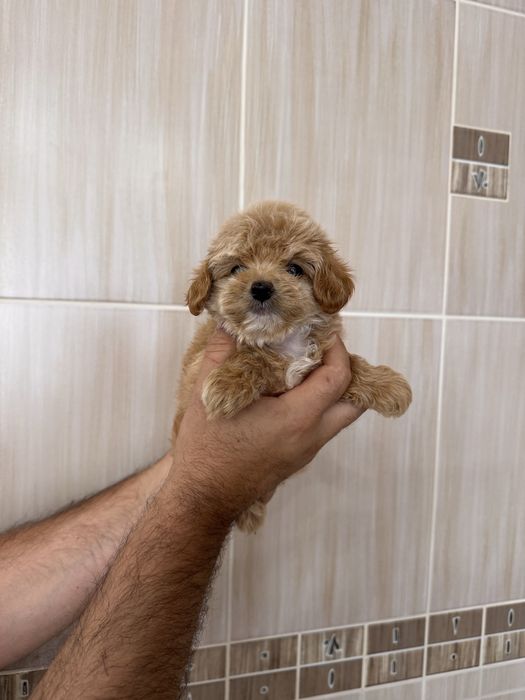 Хлопчики та дівчатка мальтіпу maltipoo
