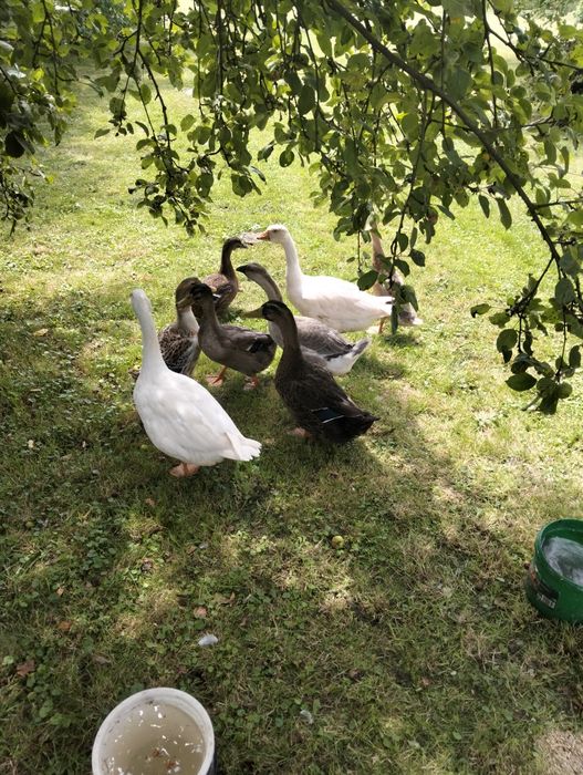 Kaczki, Gęsi, Ptaki ozdobne