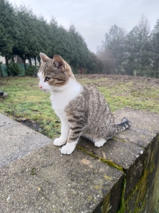 Oddam kotkę w dobre ręce