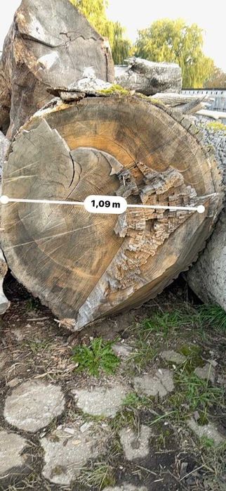 Sprzedam kłody dębu