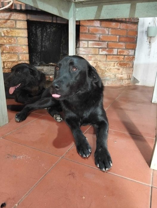 Cadela para adoção consciente