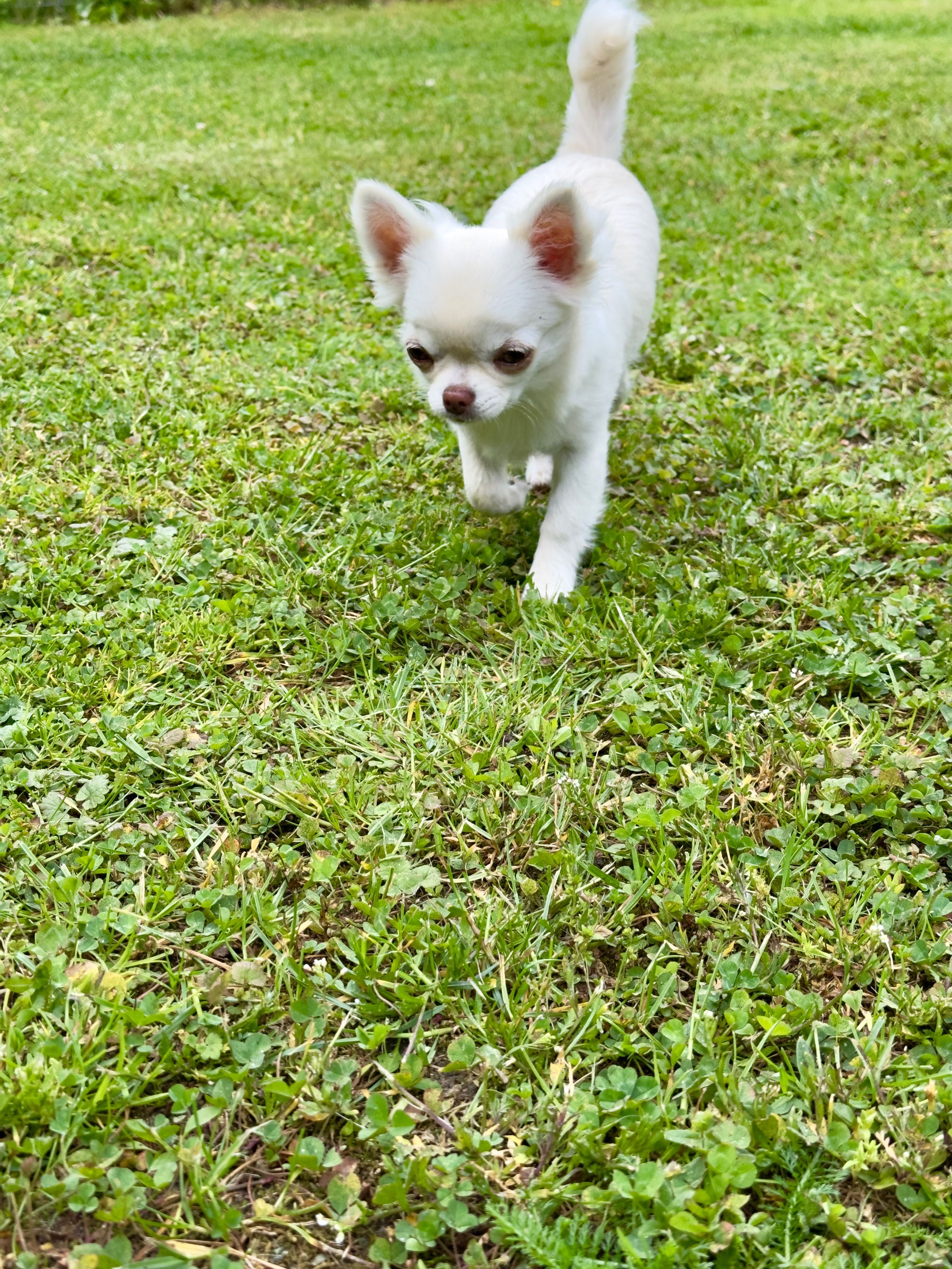 Suczka chihuahua długowłosy