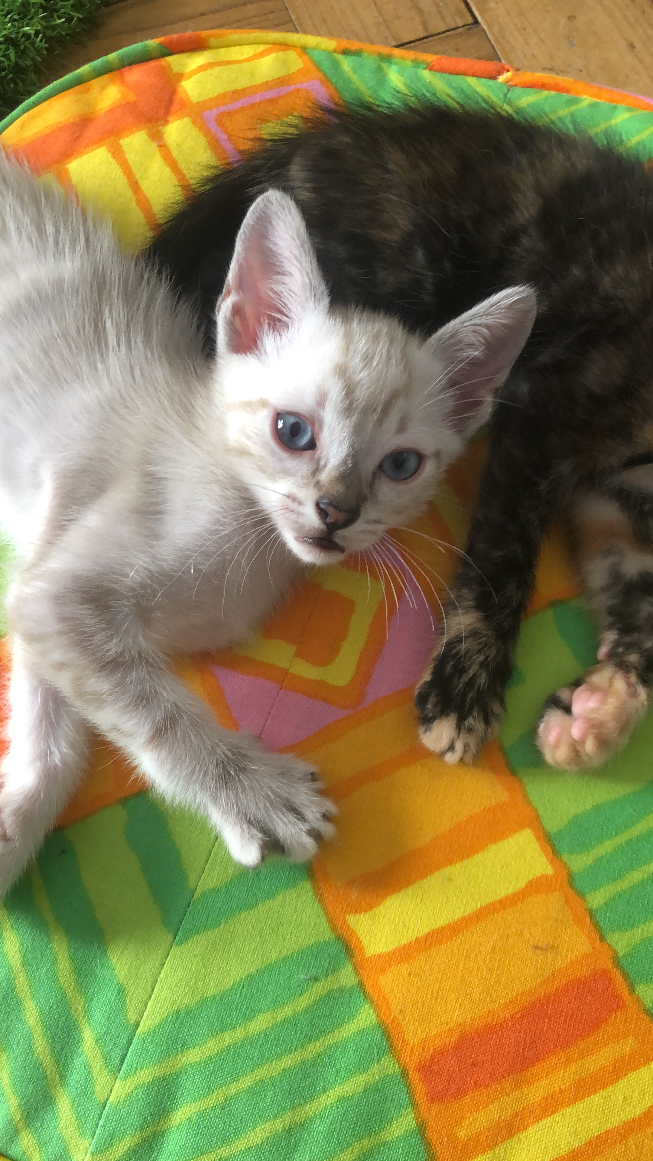 Doação de gatinhos