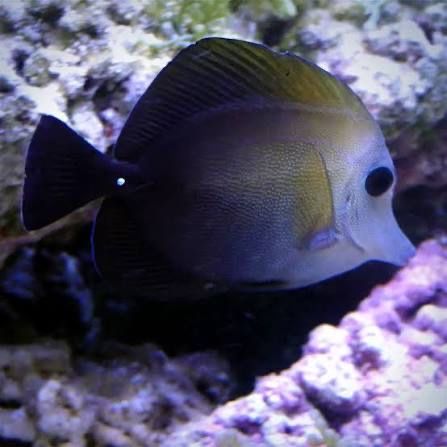 Зебрасома скопас. Морская рыба/морська риба для акваіруму