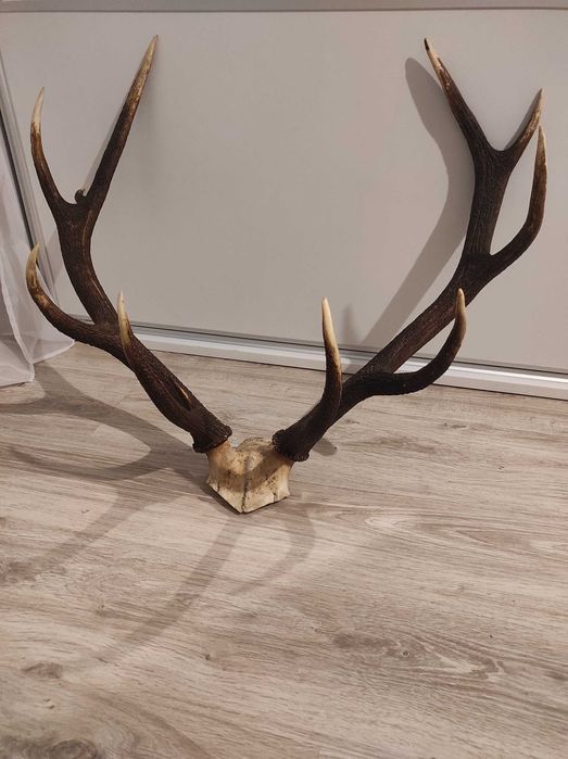 Poroże rogi jelenia