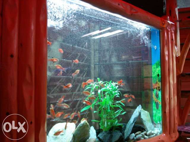 Akwarium drewno PÓŁBAL 160x100x15cm. 250 litrów