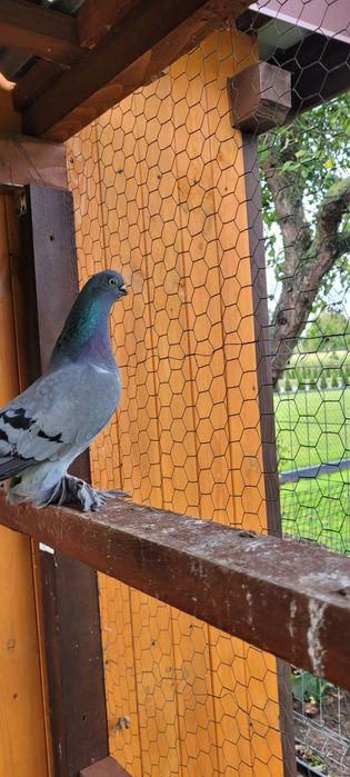 Berliński Krótkodzioby