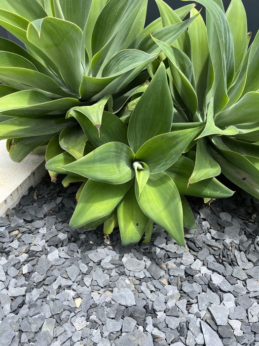 Agave Dragão - planta da Madeira