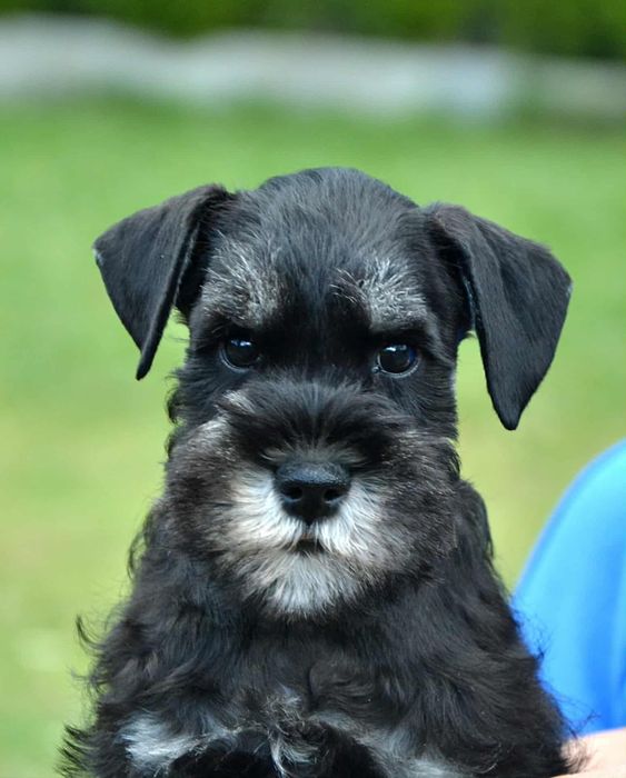 Sznaucer minaturowy czarno-srebrny