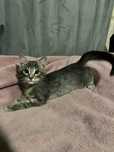 Кот, котёнок в добрые руки