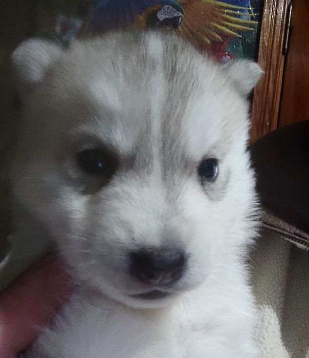 Хасята. Цуценята. Хаскі.  КСУ