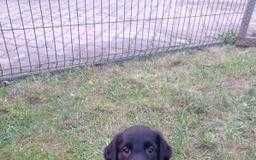 Flat Coated Retriever szczeniak - FCI -ZKwP