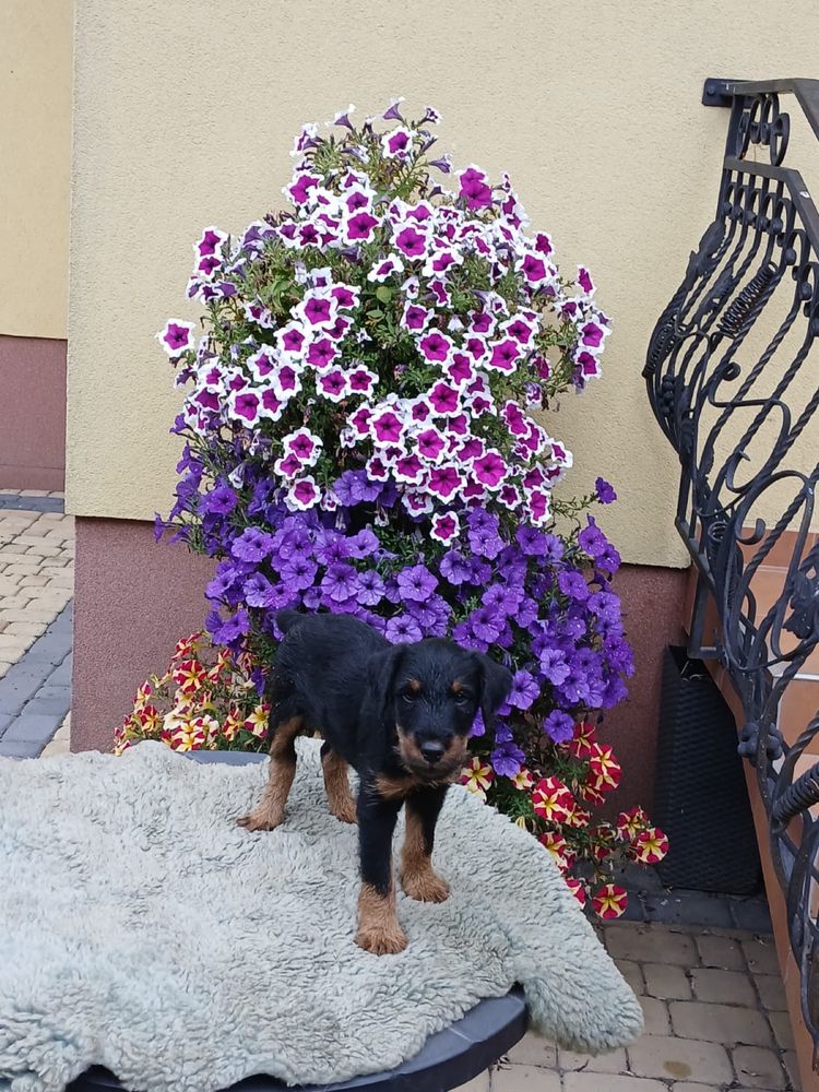 Terrier niemiecki śliczny piesek