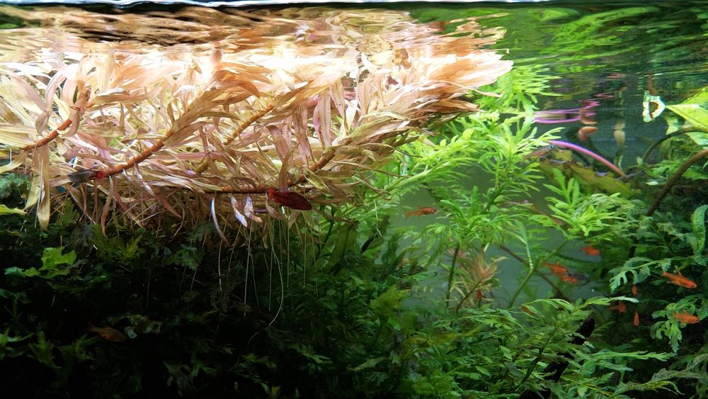 Pack váios tipos Plantas Aquário água doce