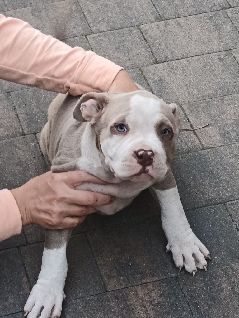 American bully ABKC pies tricolor