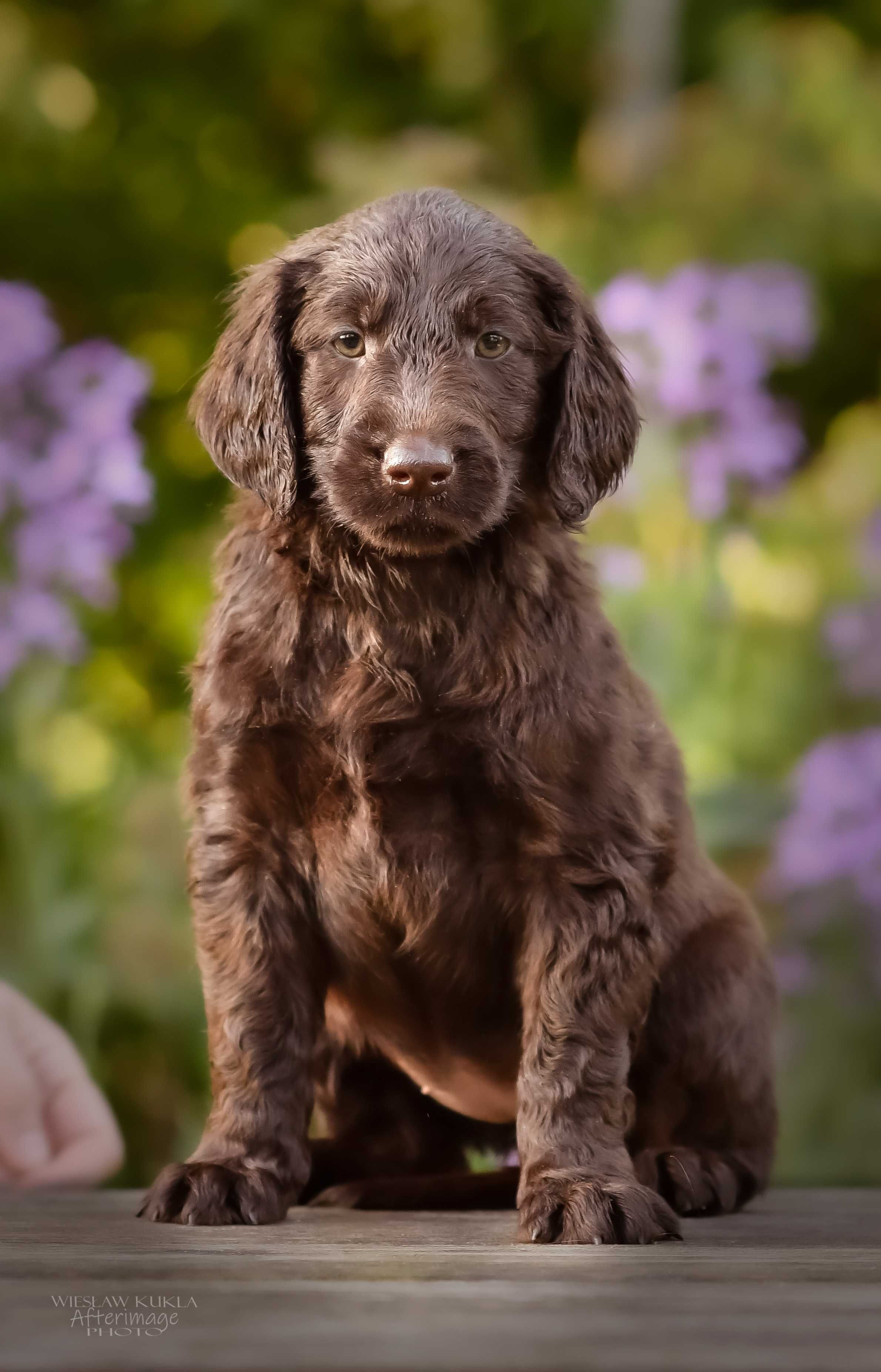 Flat-Coated Retriever-wątrobiana suczka