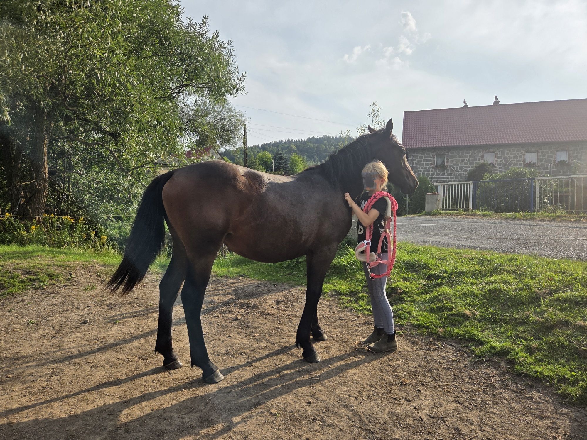 Klacz półfryzyjska ur.27.06.2024r