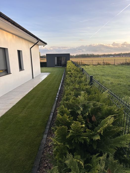 Cyprys Lawsona Cyprysik 34.szt 160cm żywopłot