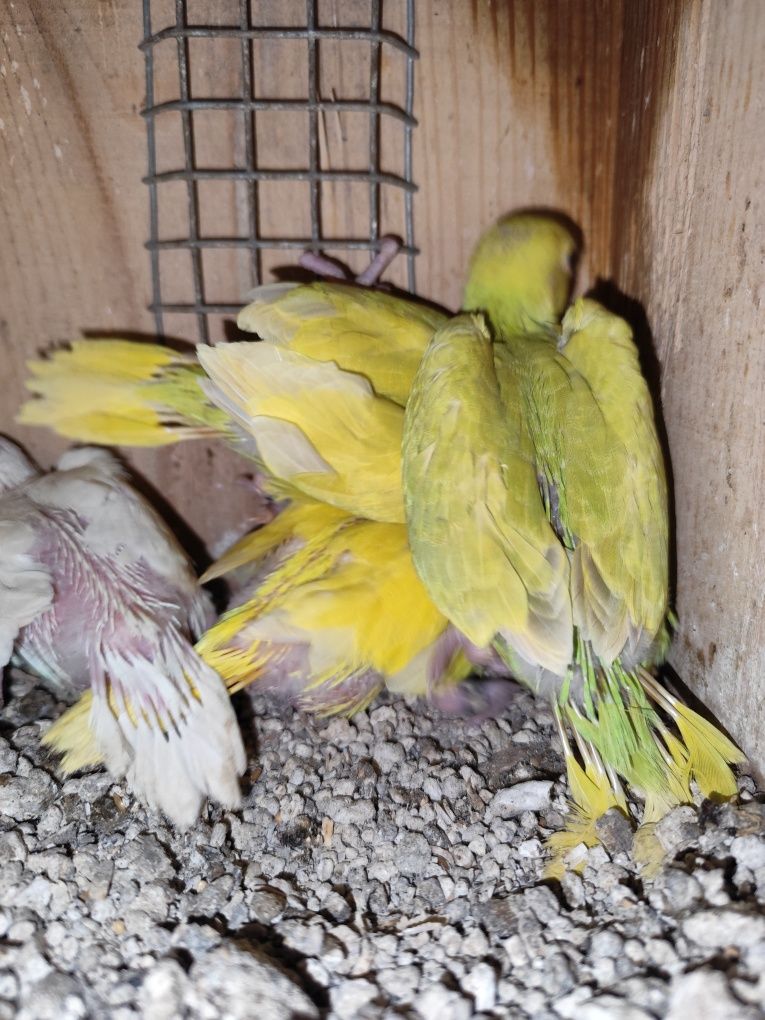 Ring Necks bebes