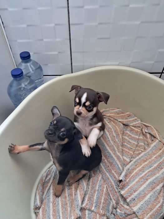 Macho da raça Chihuahua, muito pequena