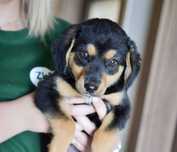 Lupo - energiczny szczeniak do adopcji!