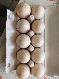 Индюшиные яйца на инкубацию