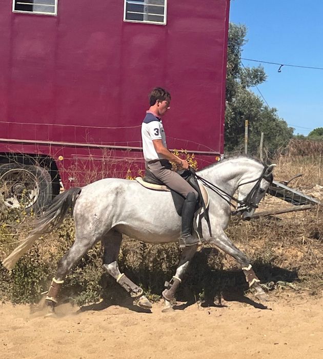 Poldro lusitano de 4 anos