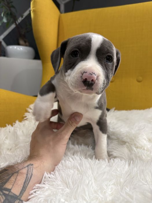 Amstaff suczka szczeniak blue