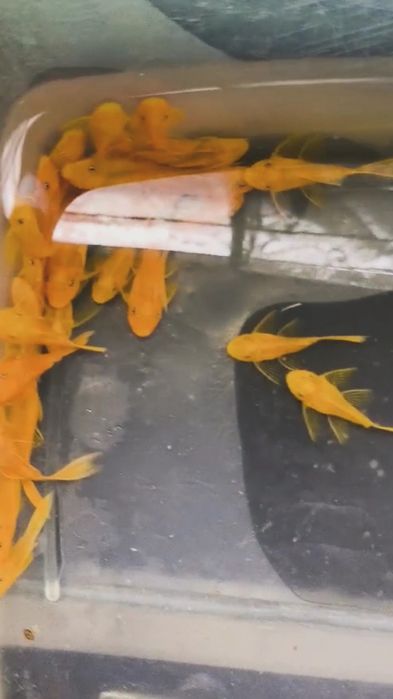 Аквариумные рыбки /Севилья