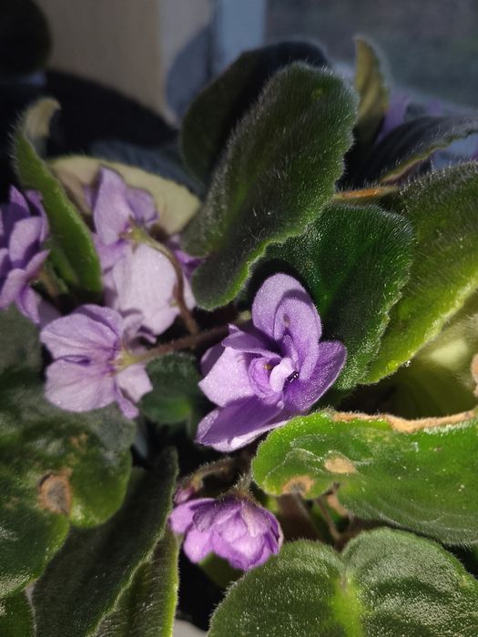 Пропоную обмін фіалочки, або лмсточки