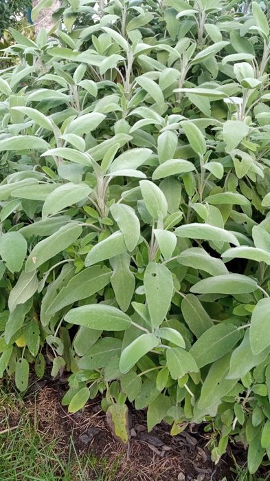 Salvia para infusões de chá e temperos