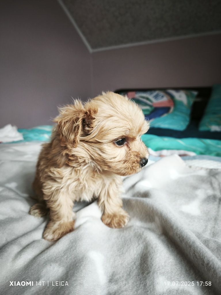 Piesek  Maltipoo