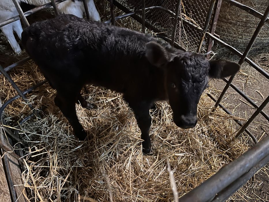 Sprzedam cielaka jaloszke