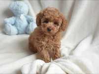 Poodle disponível