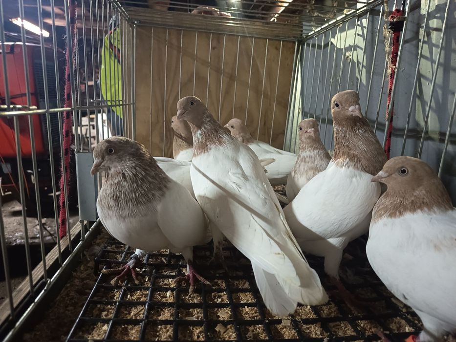 Budapeszty 25zł sztuka