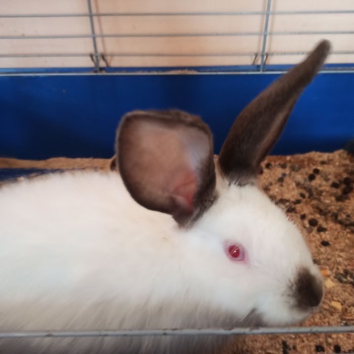 Продам кролика (девочка)