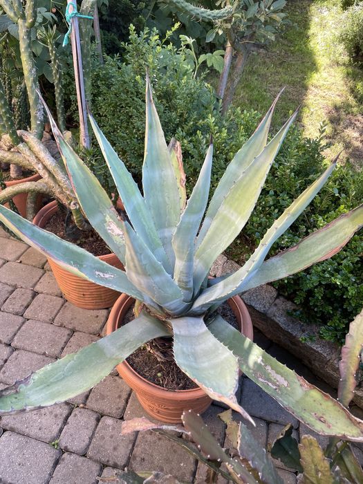 Rośliny ogrodowe agawy grubosze kaktusy opuncje