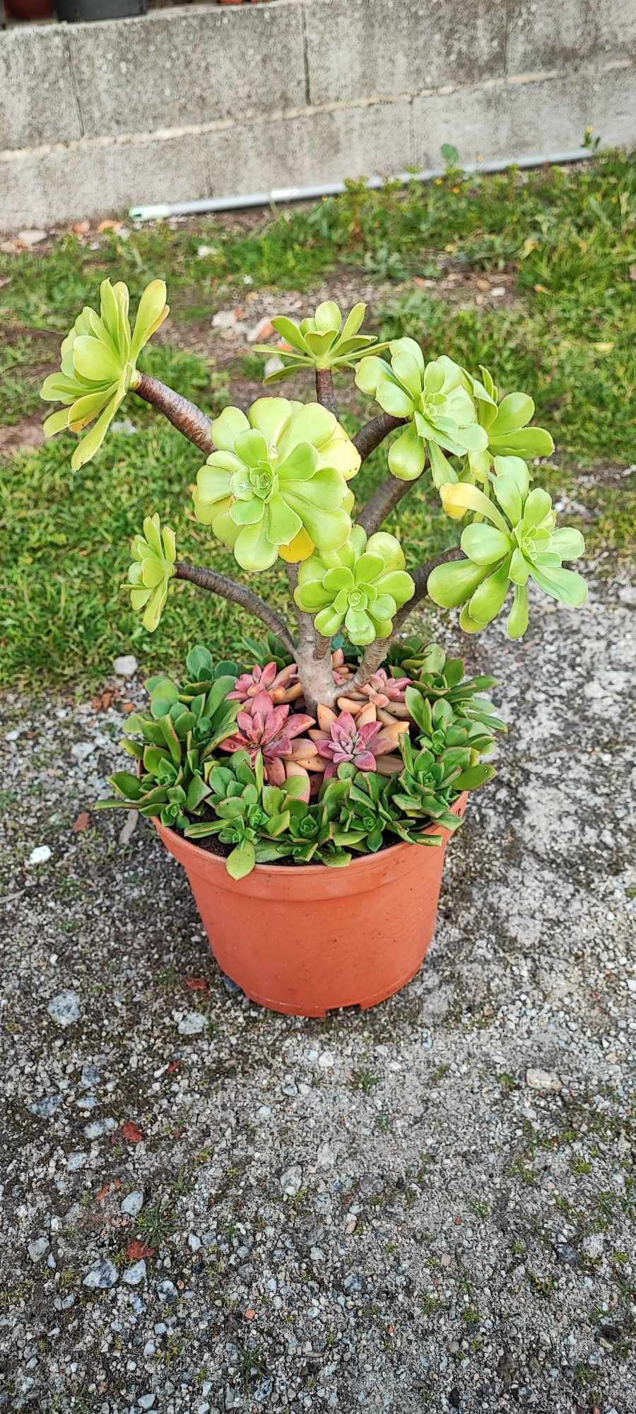 Planta suculenta