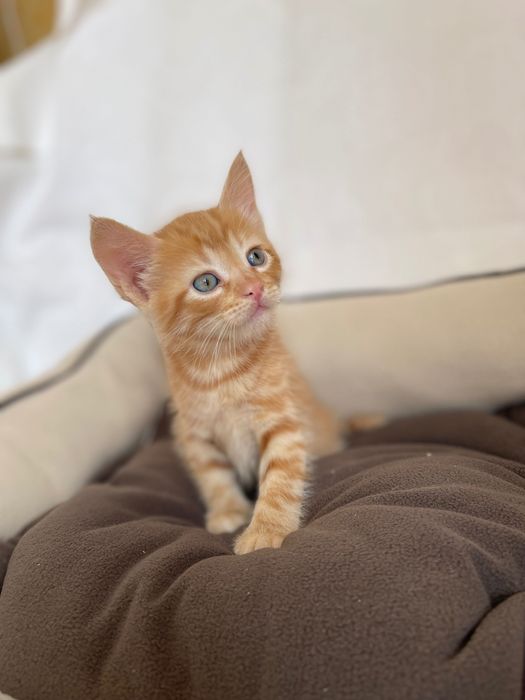 Котята котики отдам рыжий котенок