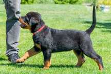 Rottweiler ZKwP/ FCi - niemieckie krycie