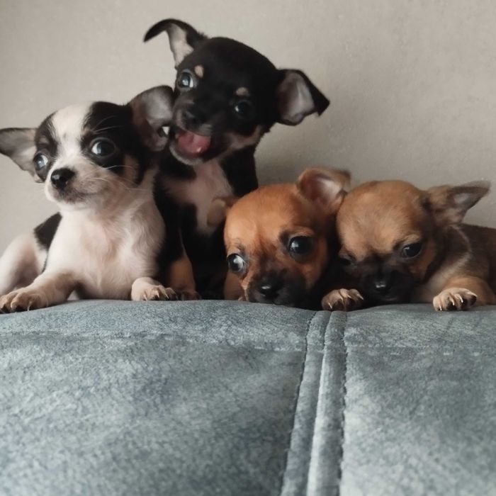 Продам Чихуахуа, дуже грайливі . Народилися 27 серпня