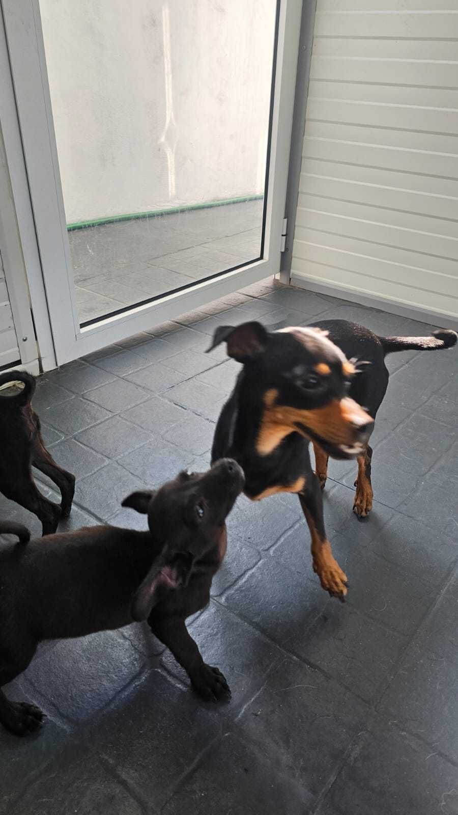 Mãe e bebés para adoção