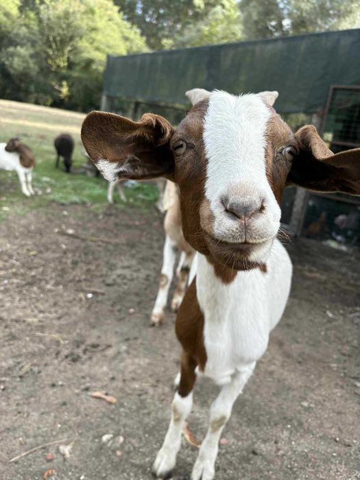 Cabrito Boer Puro