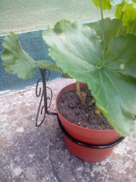 Suporte para vaso em ferro trabalhado novo!