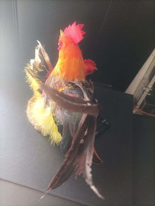 Ninho galo e galinha electrónico