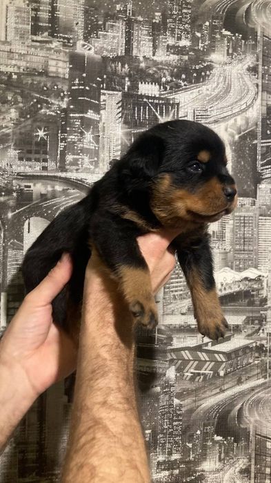 Цуценята ротвейлера